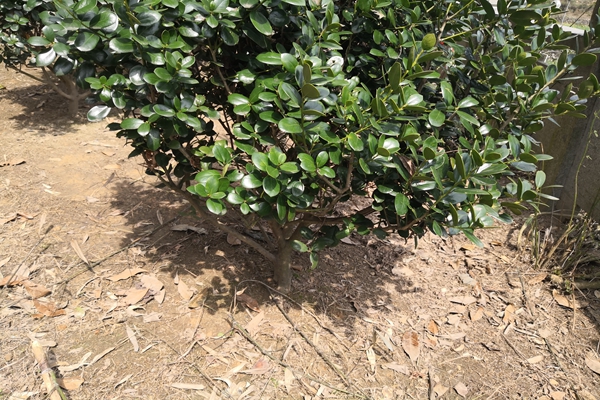 環保新質生產力|大宗鎂-煤基固廢協同改性技術與全固廢煤礦充填材料制備工藝