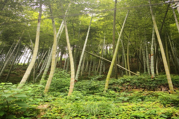 公園 海綿 增強城市韌性 | 上海市政總院上海和平公園改建項目