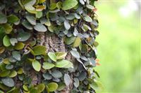 “持续改善生态环境质量 全面推进美丽中国建设”有关情况