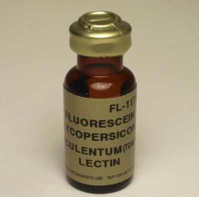 番茄凝集素（Tomato Lectin, LEL）產(chǎn)品專題