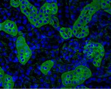 番茄凝集素（Tomato Lectin, LEL）產(chǎn)品專題